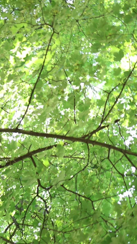 Green leaves form a soft summer canopy with sunlight filtering through branches Vidéo 341476849