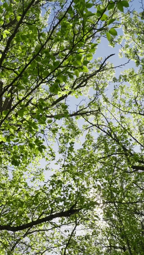 Green leaves frame bright sunlight filtering through branches Stock Footage 333903664