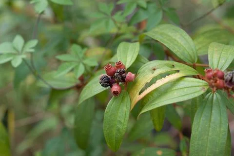 Green leaves frame clusters of red and black berries Stock Photos