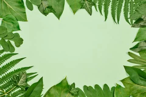 Green leaves frame with mint empty copy space in center, flat lay top view,.. Stockfoto's
