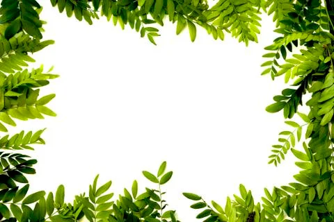 Green leaves frame Stock Photos