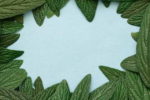 Green leaves frame Stock Photos