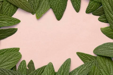 Green leaves frame Stock Photos