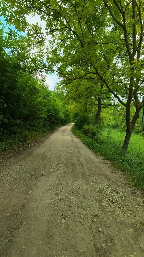 Green leaves frame a quiet dirt path. Vrmdza Lake, Serbia. Vertical Stock Footage 338029039