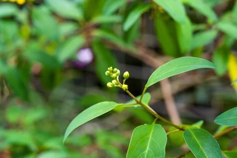 Green leaves frame small, unopened flower buds Stock Photos