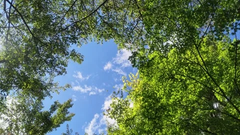 Green Leaves Frame under Autumn Blue Sky Stock Footage 346006671