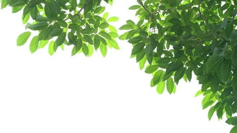 Green Leaves frame on white background with center space Stock Footage 92853424