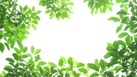 Green Leaves frame on white background with center space Stock Footage 92853597