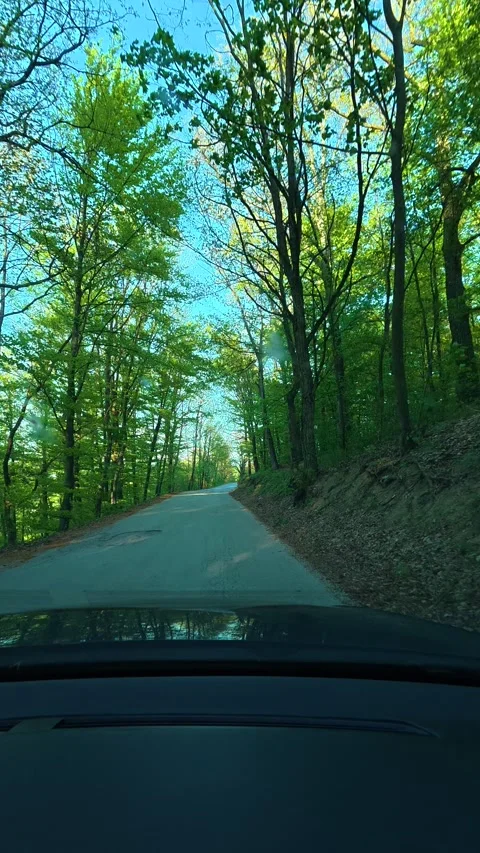 Green leaves frame a winding forest road. Ovcar Kablar Gorge, Serbia. Vertical Video stock 334228036