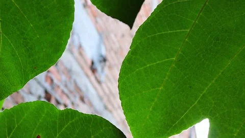 Green Leaves Framing a Blurred Brick Roof and Bright Sky, Soft Focus B-Roll Stock Footage 345508031