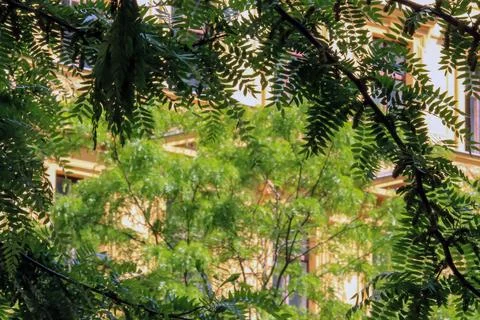 Green leaves framing building in summer Stock Photos