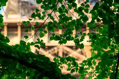 Green leaves framing Eiffel Tower ironwork Stock Photos