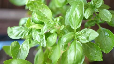 Green leaves of fresh basil macro closeup Video stock 137693205