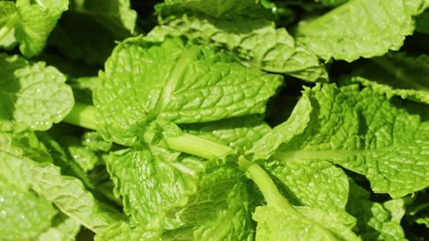 Green leaves of fresh fragrant mint with water drops close-up Stock Footage 240645333
