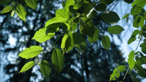 Green leaves in front of a deep blue sky with sunlight shining through the f Video stock 197047226