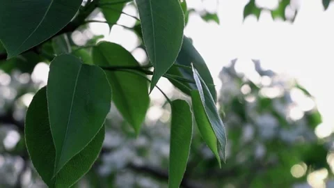 Green leaves of a fruit tree move in the wind. Stock Footage 154611205