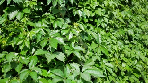 Green leaves full screen. Background from natural plants Stock Footage 134402576