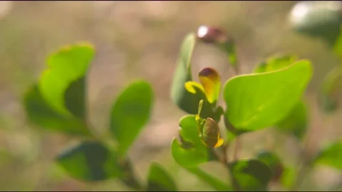 Green leaves in garden Stock Footage 76097315