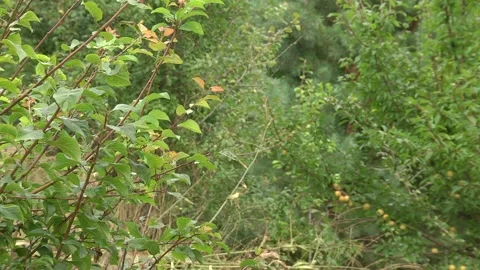 Green leaves in the garden. Video stock 100330270