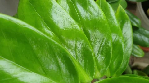 Green leaves in the garden Stock-Footage 243289987
