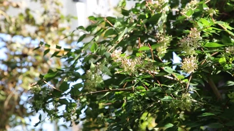 Green leaves in the garden	 Video stock 310216045