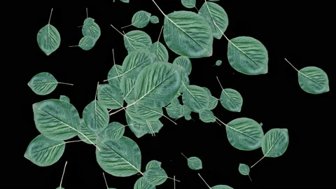 Green leaves generating and floating around 4K UHD footage Stock-Footage 139096700