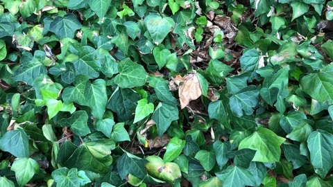 Green leaves with gentle wind Stock Footage 87312997