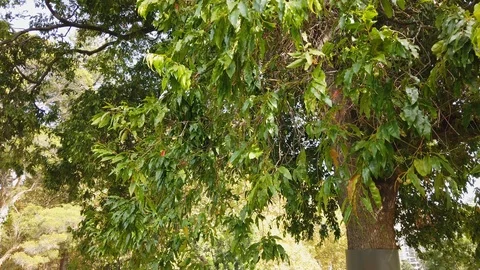 Green leaves with gentle wind Stock Footage 106799236