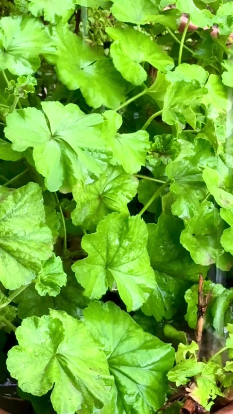 Green leaves getting wet under falling rain in garden Stock-Footage 331975062