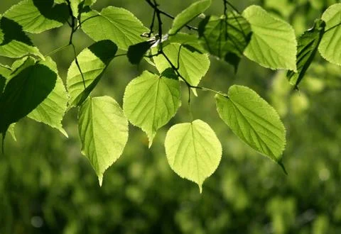 Green leaves glowing in sunlight Stock Photos