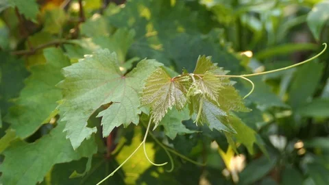 Green leaves of grape  Stock Footage 108209472