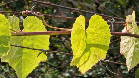 Green leaves of grape vine on a stem clinging to a line, backlit by sun. Garden Stock Footage 218980548