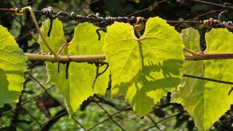 Green leaves of grape vine on a stem clinging to a line, backlit by sun. Garden Stock Footage 218983784