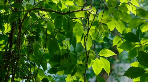 Green leaves of grapes Video stock 67514941