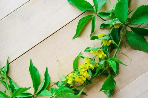 Green leaves of grapes Stock Photos