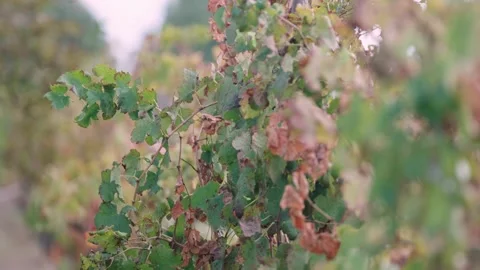 Green Leaves On A Grapevine In Perth, Western Australia - Close Up Stock Footage 310602220