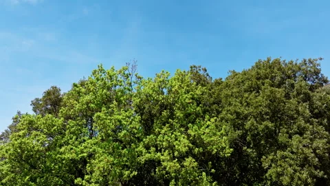 Green Leaves Of A Great Tree Moving With The Wind Stock Footage 308651895