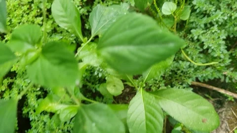 Green leaves on the ground Stock Footage 302938826