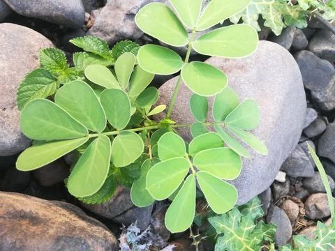 The green leaves of the ground nut Stock-Fotos
