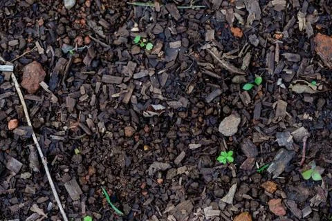 Green leaves growing from the earth, being bathed in light, blurred backgroun Stock Photos