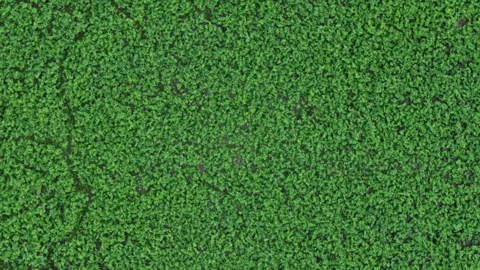 Green leaves growing revealing a pattern Stock Footage 345270378