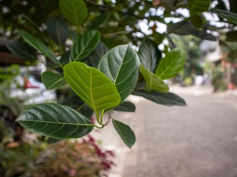 Green leaves growing on a tree Stock Photos