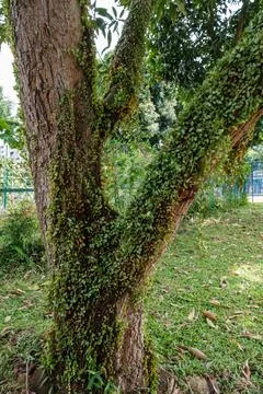 Green Leaves Growing on Tree Stock Photos