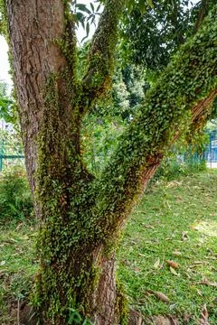 Green Leaves Growing on Tree Stock Photos