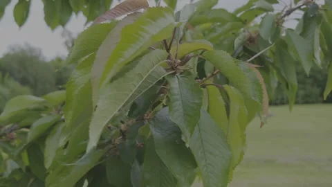 Green leaves in hands Stock-Footage 310632944