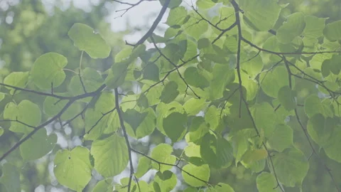 Green leaves hang on thin tree branch in country garden Stock Footage 276711872