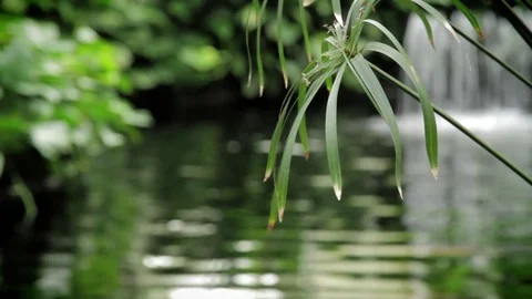Green leaves hanging over stream Stock Footage 74089452