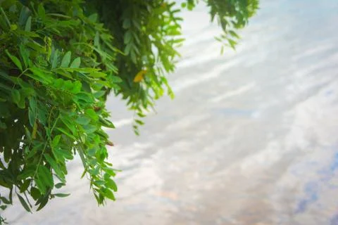 Green leaves hanging from the tree over the silvery waters of lake La Florida Stock Photos