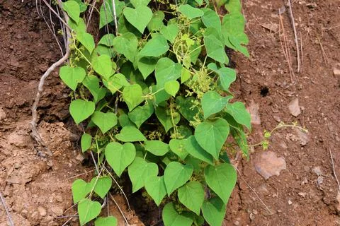 Green leaves for heart shape pattern with soil background Stock Photos