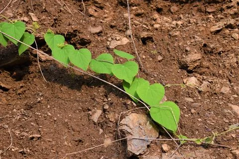 Green leaves for heart shape pattern with soil background Stock Photos
